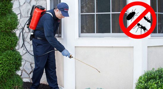 Çeltik Kemirgen İlaçlama böcek ilaçlama ve haşere kontrolü — ilaclama-tr.com